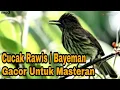 Download Lagu Cucak Rawis Gacor | Bayeman Gacor