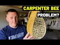 How Much DAMAGE Can CARPENTER BEES Cause What To Do About Carpenter To Get Rid