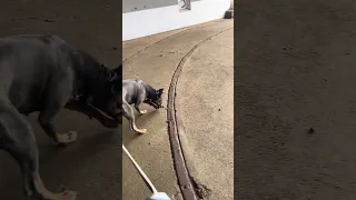 #fyp #life #doberman #vlog #travel #pets #world