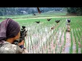 Download Lagu BERBURU BURUNG RUAK RUAK DISINI BISA PANEN BERLIMPAH