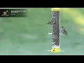 Relax Enjoy the Birds - Finch Seed Blend Wild Birds Unlimited