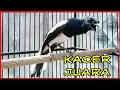 Download Lagu suara burung kacer gacor  juara