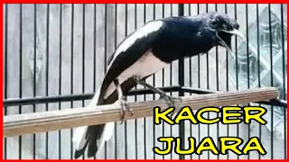 suara burung kacer gacor juara