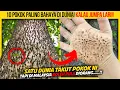 Lagu 10 POKOK PALING BAHAYA DI DUNIA KORANG KENA LARI KALAU JUMPA