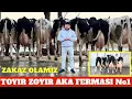 Lagu TOYIR ZOYIR FERMASI No1 DANIYA ESTONIYA RASSIYA ONA BOLA SIGIRLA SHVET SIMENTAL ZAKAZ OLAMIZ 