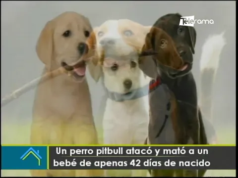 Un perro pitbull atacó y mató a un bebé de apenas 42 días de nacido