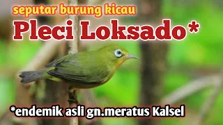 Download ombyokan Pleci Loksado,..Pleci endemik gunung Meratus Kalsel #burungkicau MP3