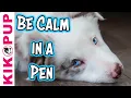 Train your puppy to be calm in a pen