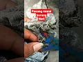 Download Lagu posisi rantai pada kaki burung nuri yang pas