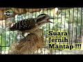 Download Lagu Masteran Burung Pelatuk Beras Gacor