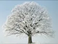 SAMUEL BARBER - Adagio for Strings, Op. 11