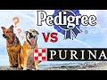 BEST DOG FOOD - The TRUTH Pedigree vs Purina