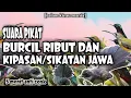 Download Lagu Suara Pikat Burung Kipasan/Sikatan Paling Ampuh Kombinasi Burcil Ribut || Pikat Anti Zonk
