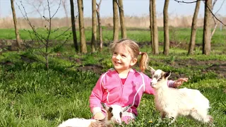 Qingji i vogël 🐑 | Këngë për Fëmijë