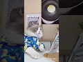 Download Lagu tik tok masak telor ala kucing chek