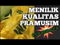Download Lagu JERSEY PRAMUSIM PERSEBAYA – KUALITAS APAKAH SAMA?