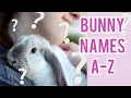 Download Lagu What To Name My New Bunny? ~ Cute Bunny Names A-Z List