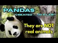 The Panda Illusion - Do Pandas Really Exist