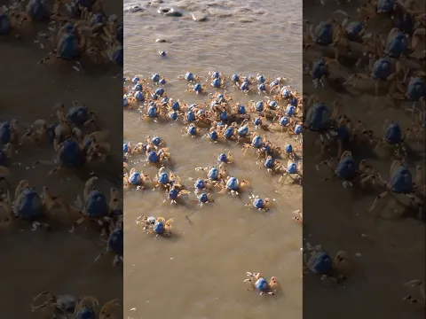 This Beach Is Covered in MILLIONS of Crabs