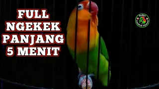 Download PANCINGAN SUARA BURUNG LOVEBIRD NGEKEK PANJANG FULL 5 MENIT MP3