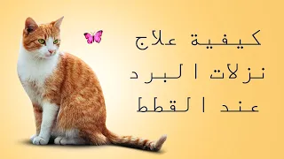 كيفية علاج نزلات البرد عند القطط 