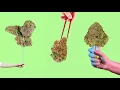 Nova Farms Dispensary WILD Summer Vid