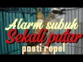 Lagu Trucuk Gacor alarm subuh, sangat ampuh untuk pancingan ropel trucuk anda