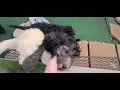 Available Moyen Size Doodle Mix Puppies