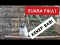 Download Lagu SUARA PIKAT KEKEP BABI