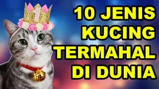 10 most expensive cat types in the world pet interest