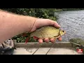 Download Lagu Feeder fishing on the broads. Using a marker rod to find the clear spots in the weed \u0026 pike problems