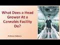 What Does a Head Grower At a Cannabis Facility Do