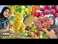 Download Lagu Petik buah-buahan segar | Panen buah dikebun