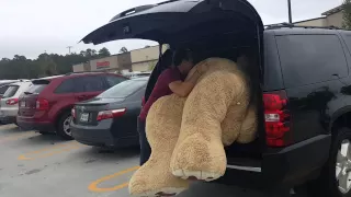How to get your 93 teddy bear home from Costco