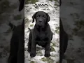 Download Lagu One Month Vs One Year Labrador transformation #pets #feed #dog #shots #cute #love #doglover #pets