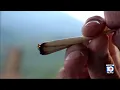 Probe launched by DeSantis administration into marijuana referendum petitions in Broward County