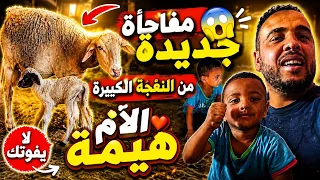واااو نعجت دمان فاجاتني بولادة جديدة مكنتش في الحسبان دندنها