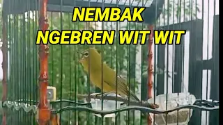  wow pleci nembak ngebren sambung wit wit cerrr cocok buat masteran pleci lomba