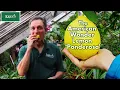 Download Lagu 5 Pound Lemons! The Amazing American Wonder Lemon 'Ponderosa'