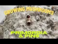 Mushroom Supplies Grow Kit In-A-Bag Part 2 Primordia Pins
