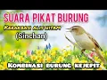 Download Lagu Suara Pikat Burung Kerakbasi Alis Hitam (Sinchan) Kombinasi Burung Kejepit