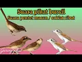 Download Lagu Suara pikat pentet macan ribut pikat burcil MP3