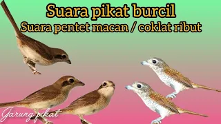 suara pikat pentet macan ribut pikat burcil