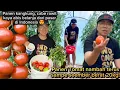 Download Lagu Panen pohon plum ke 5 dapatnya luar biasa! Panen sayur mayur Indonesia brasa pulang dari pasar😍🇷🇴