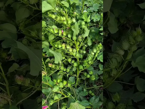 🌱कपास की फसल में फूल ज्यादा, फल ज्यादा और फूल ड्रॉपिंग कम करने के लिए स्प्रे कॉम्बिनेशन 🌱 #shorts