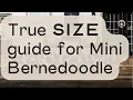 What Size Should a True Mini Bernedoodle Be