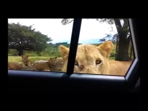 Download MP3 Lion Opens Car Door Meme- To Be Continued- Roundabout