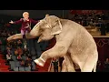 Download Lagu Цирковое Шоу! Слоны, Лошади, Обезьяны! /  Elephants perform in the circus