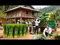 Lagu Buying 100Kg Dong Leaves Locally and Transport Gose by Truck for Wholesale Traders | Tieu Hue Daily