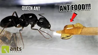 Download Giving a NEW \u0026 HUNGRY ANT COLONY It's First Meal Ever (Heart-Warming REACTION) MP3